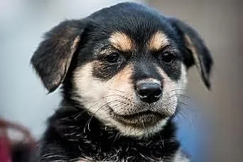 Odlotowa, cudowna sunieczka - szczeniak do adopcji