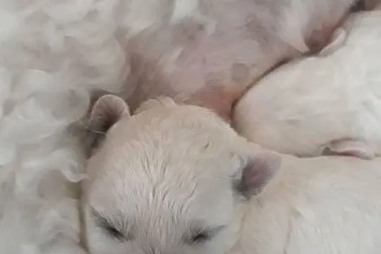 Szczenię Bichon Frise, Pomorskie, Bielkówko