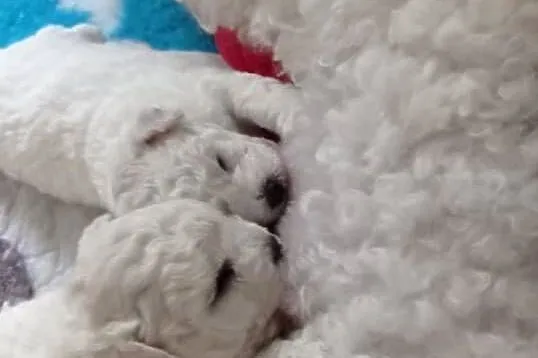 Szczenię Bichon Frise, Pomorskie, Bielkówko