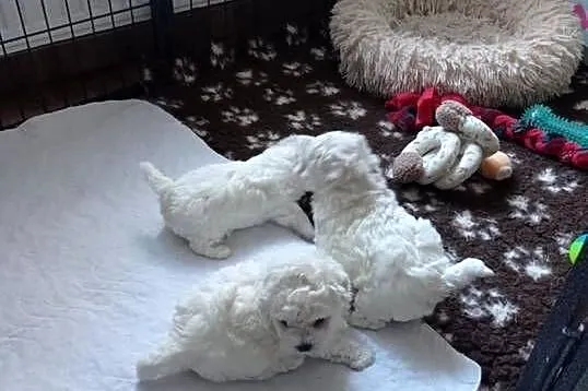 Szczenię Bichon Frise, Pomorskie, Bielkówko