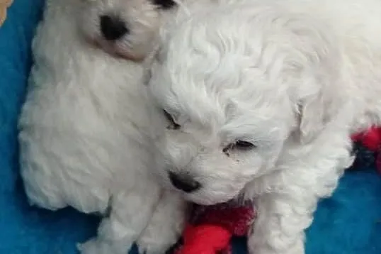 Szczenię Bichon Frise, Pomorskie, Bielkówko