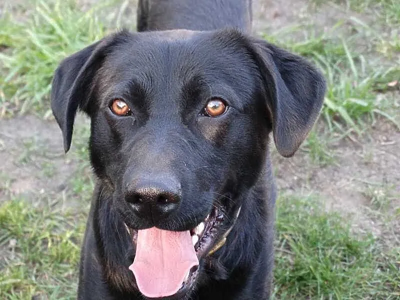 Chester pies w typie labradora szuka domu