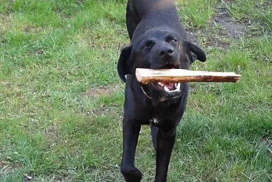 Chester pies w typie labradora szuka domu