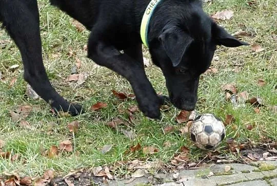 Chester pies w typie labradora szuka domu