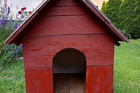 Buda dla psa, Podkarpackie, Przeworsk