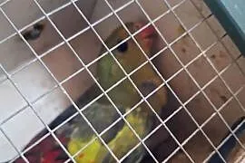 sprzedam papuge górską/bergi