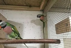 Papugi Aleksandrety Różowopierśne para zamiana na , Głowno