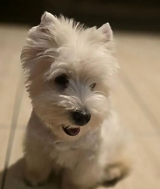 West highland white terrier westi zkwp FCI, Łódzkie, Piątkowisko