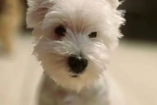 West highland white terrier westi zkwp FCI, Łódzkie, Piątkowisko