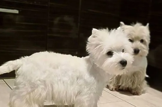 West highland white terrier westi zkwp FCI, Łódzkie, Piątkowisko