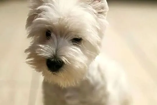 West highland white terrier westi zkwp FCI, Łódzkie, Piątkowisko