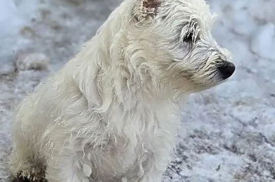 West highland white terrier westi zkwp FCI, Łódzkie, Piątkowisko