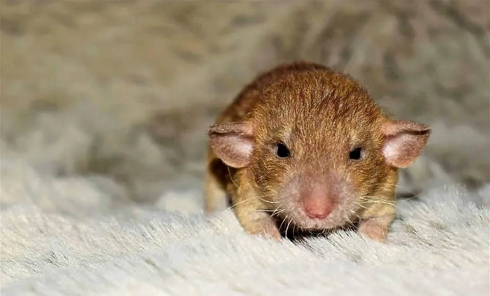 Szczury, szczurki, szczur dumbo, dumbo rex, dumbo fuzz, Dolnośląskie, Wrocław