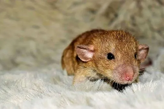 Szczury, szczurki, szczur dumbo, dumbo rex, dumbo fuzz, Dolnośląskie, Wrocław