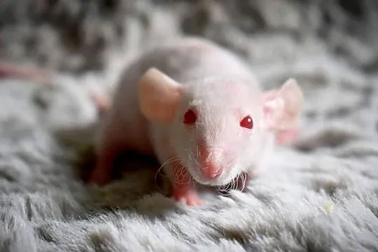 Szczury, szczurki, szczur dumbo, dumbo rex, dumbo fuzz, Dolnośląskie, Wrocław