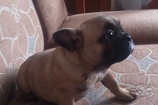 Suczka Buldog Francuski