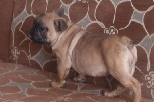 Suczka Buldog Francuski