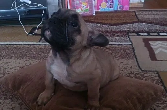 Suczka Buldog Francuski