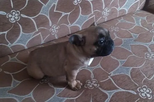Suczka Buldog Francuski