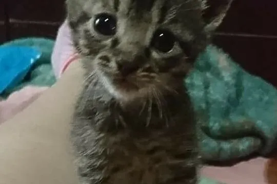 Mała koteczka Drobinka szuka domu