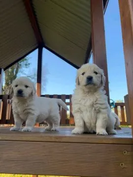 Most beautiful and outstanding Golden Retriever puppies ready to make a new family awe, , Kraczewice Prywatne