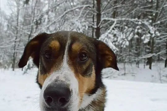Eljot niesamowity psiak szuka domu!
