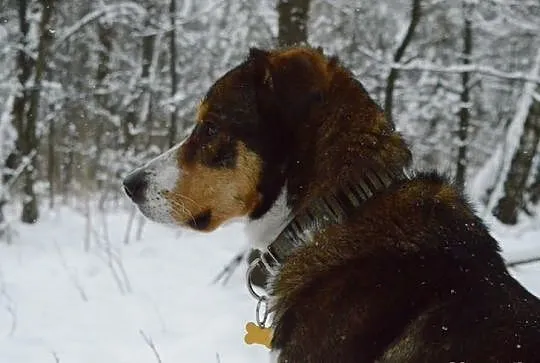 Eljot niesamowity psiak szuka domu!