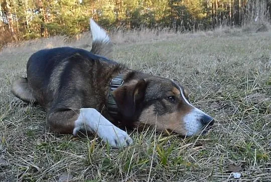 Eljot niesamowity psiak szuka domu!