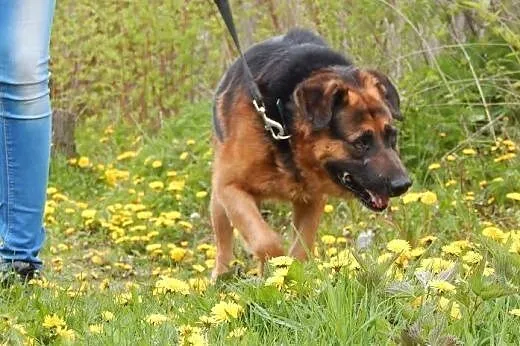IKAR do adopcji,  mazowieckie Ożarów Mazowiecki