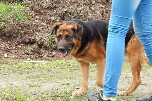 IKAR do adopcji,  mazowieckie Ożarów Mazowiecki