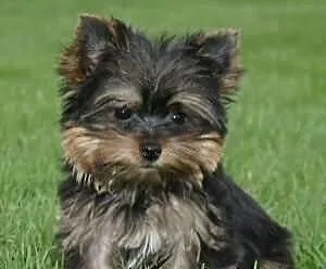 Yorkie słodki filiżanka