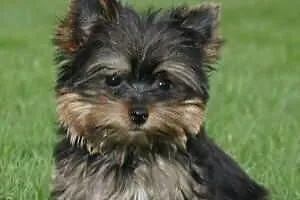 Yorkie słodki filiżanka
