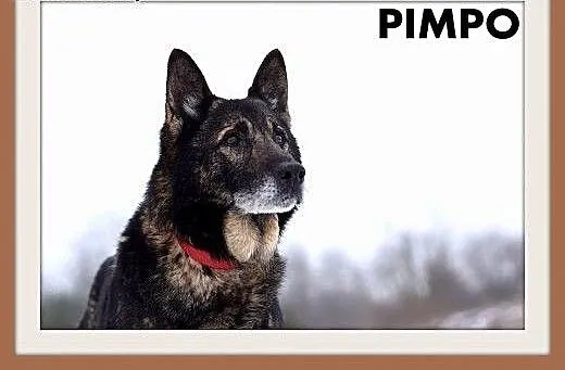 PIMPO,średni,czujny,wierny,odważny pies stróżujący
