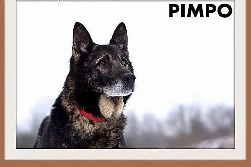 PIMPO,średni,czujny,wierny,odważny pies stróżujący