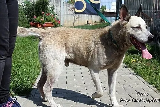 Astro - przyjazny i wesoły, Mazowieckie, Nowy Dwór Mazowiecki