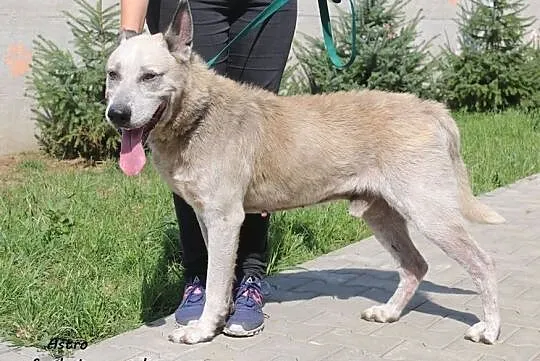 Astro - przyjazny i wesoły, Mazowieckie, Nowy Dwór Mazowiecki