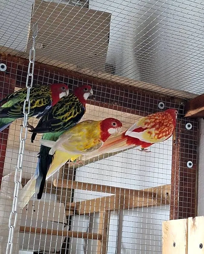 Rozelle białolice Pary lęgowe, Kujawsko-pomorskie, Radziejów