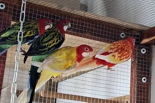 Rozelle białolice Pary lęgowe, Kujawsko-pomorskie, Radziejów