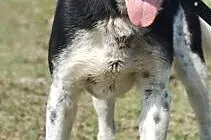 HEKTOR- PIĘCIOLETNI PSIAK DO ADOPCJI, łódzkie Skierniewice