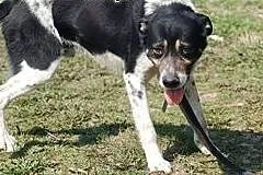 HEKTOR- PIĘCIOLETNI PSIAK DO ADOPCJI,  łódzkie Ski