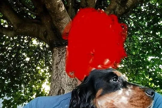 Pies i sunia cocker spaniel angielski