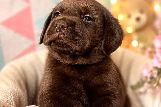 Labrador Retriever Czekoladka wspaniałej budowy po ojcu pochodzenia FCI, Świętokrzyskie, Kielce