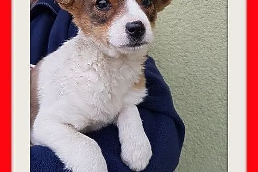 Z domu tymczas. szczeniak 2,5mies. suczka średnia BELLUSIA.Adopcja,  śląskie Katowice