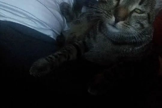 Mandrak i Dexter- dwaj bracia szukają jednego domu