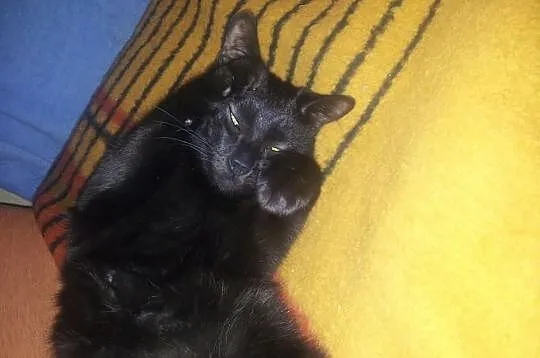 Mandrak i Dexter- dwaj bracia szukają jednego domu
