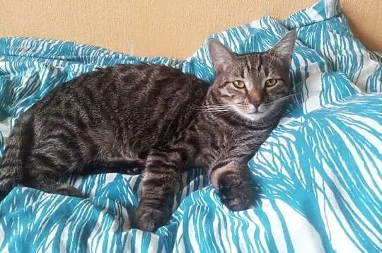 Mandrak i Dexter- dwaj bracia szukają jednego domu