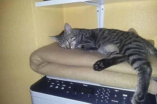 Mandrak i Dexter- dwaj bracia szukają jednego domu