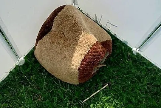 Świnki morskie parka, Mazowieckie, Maków Mazowiecki
