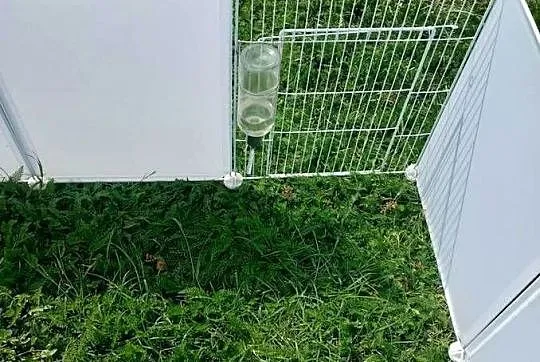 Świnki morskie parka, Mazowieckie, Maków Mazowiecki