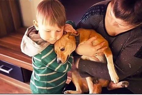 Malinka cudo nad cudami do ADOPCJI,  mazowieckie W